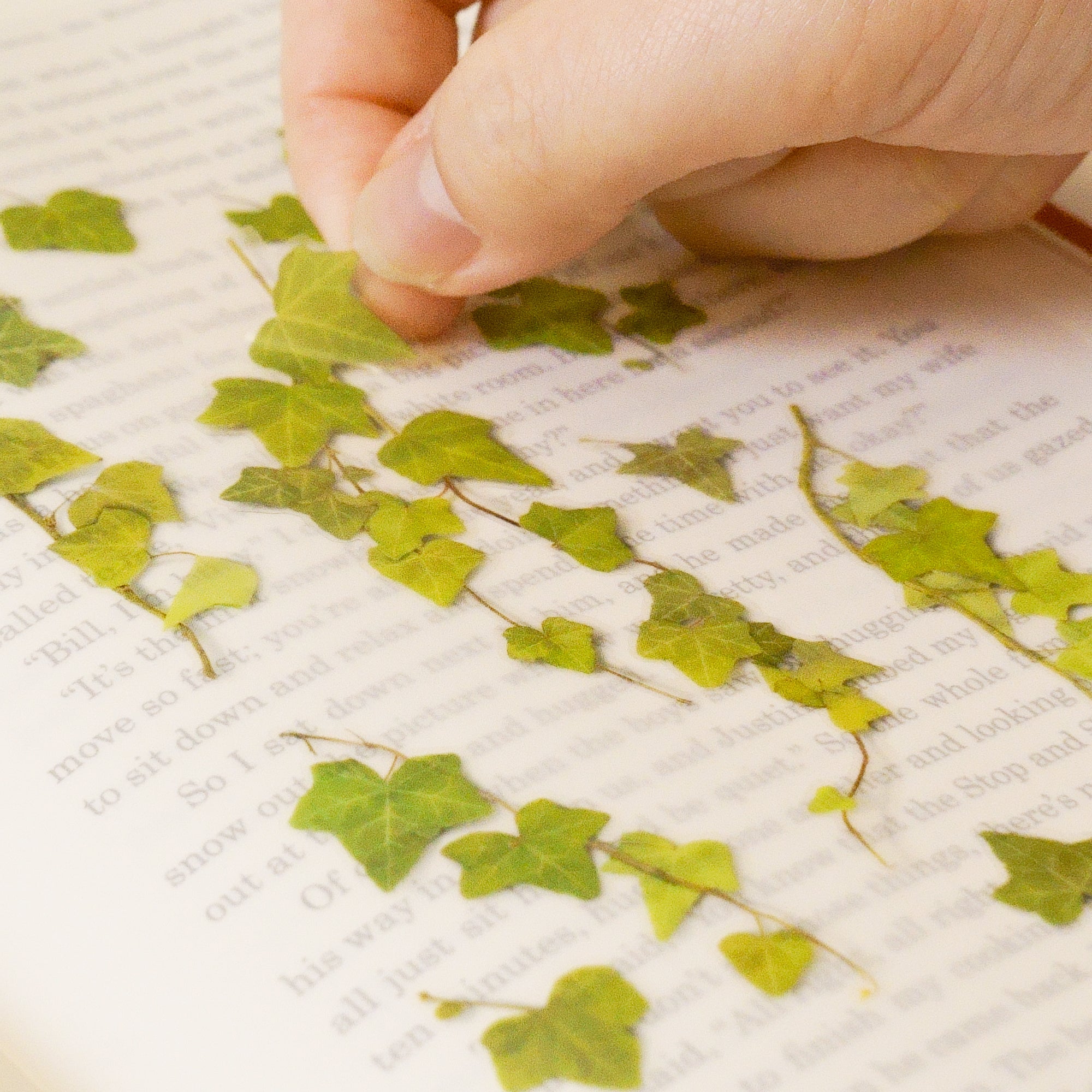 Ivy Pressed Flower Stickers