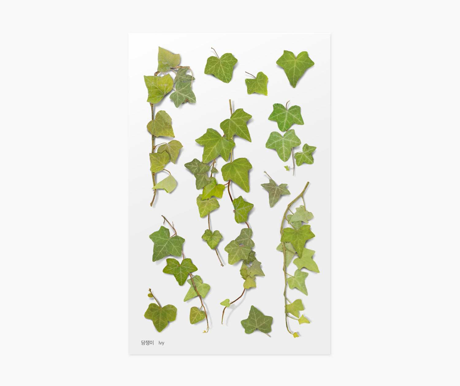 Ivy Pressed Flower Stickers