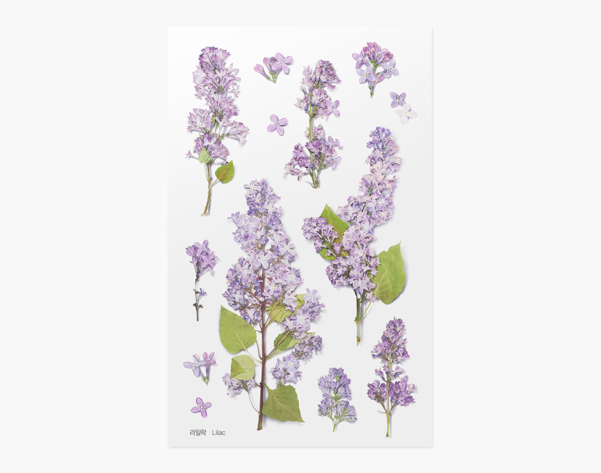 Lilac Pressed Flower Stickers