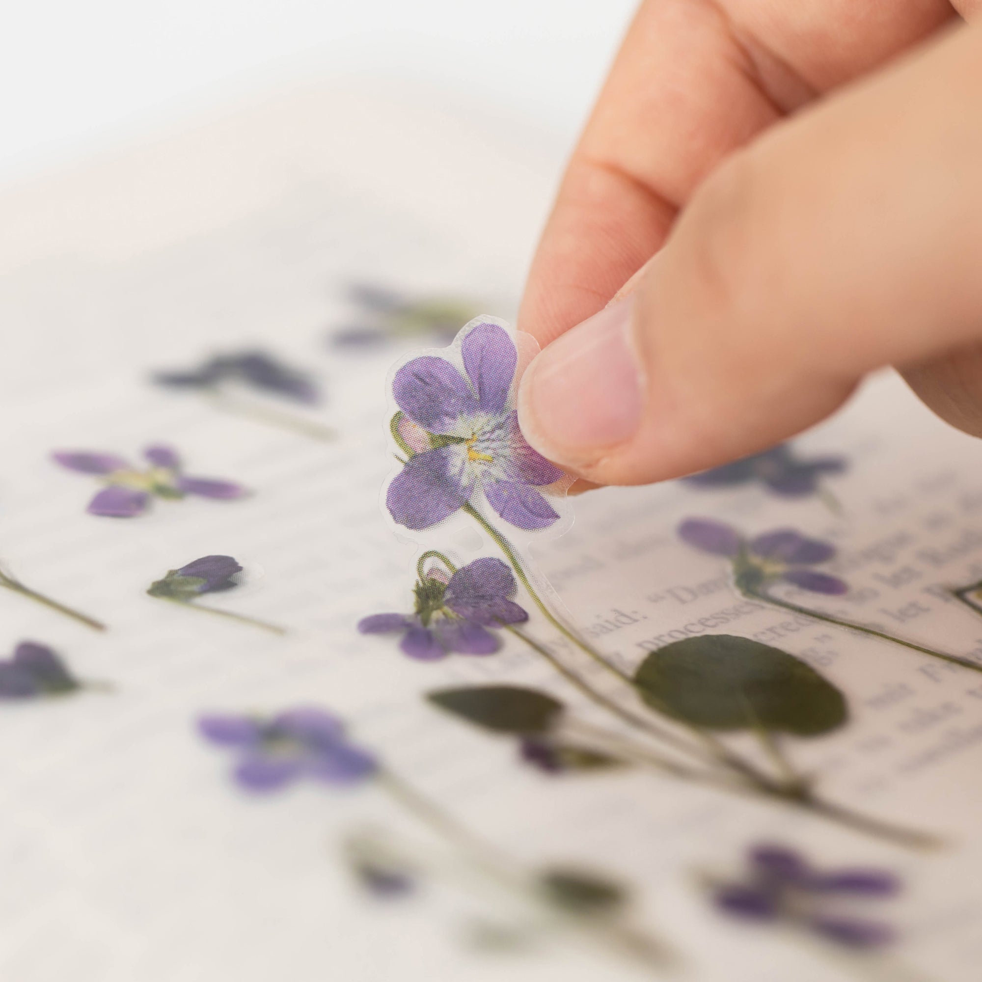 Manchurian Violet Pressed Flower Stickers