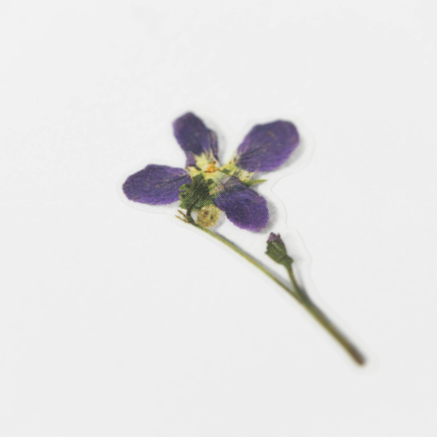 Manchurian Violet Pressed Flower Stickers