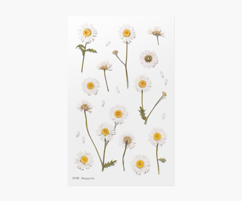 Marguerite Pressed Flower Stickers