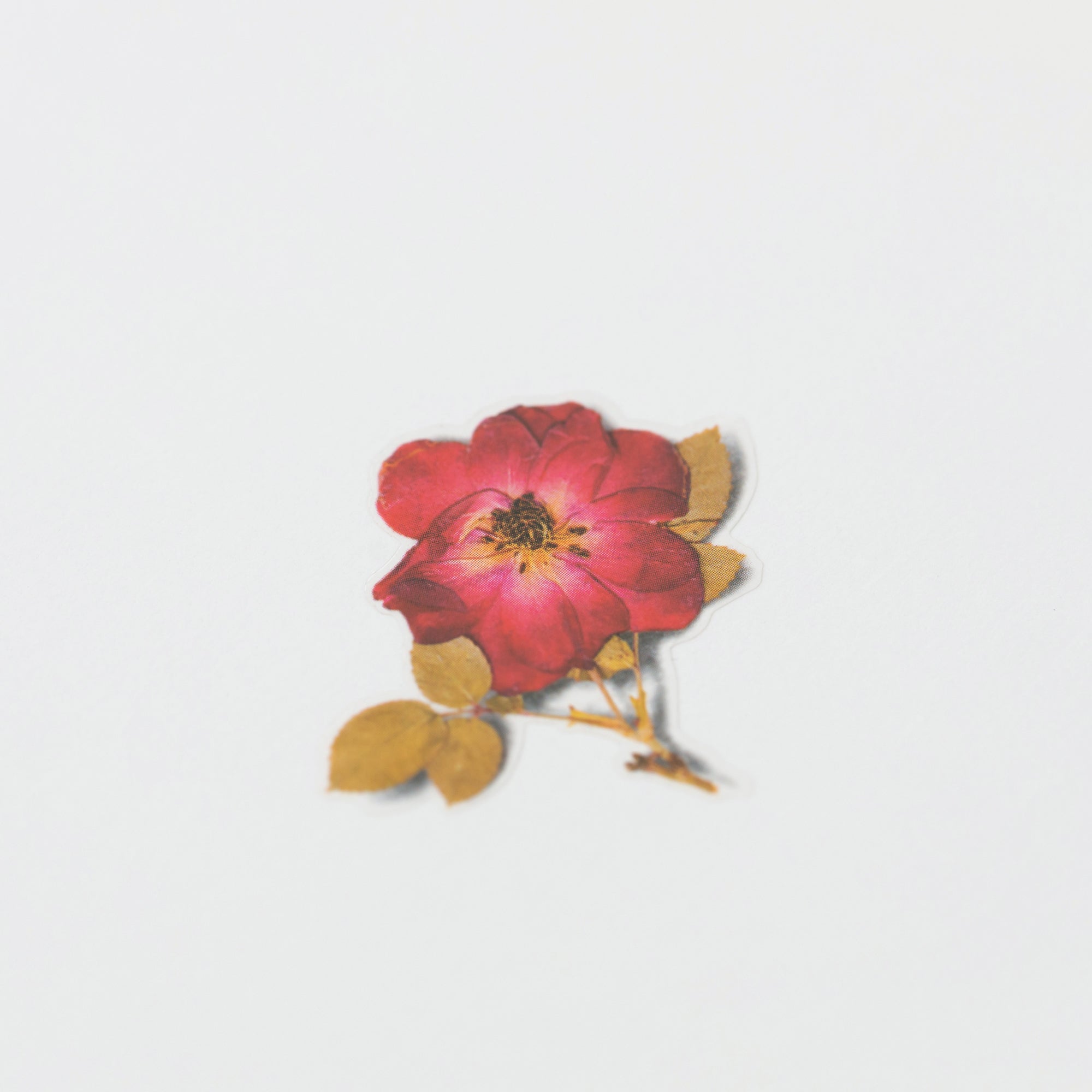 Mini Rose Pressed Flower Stickers