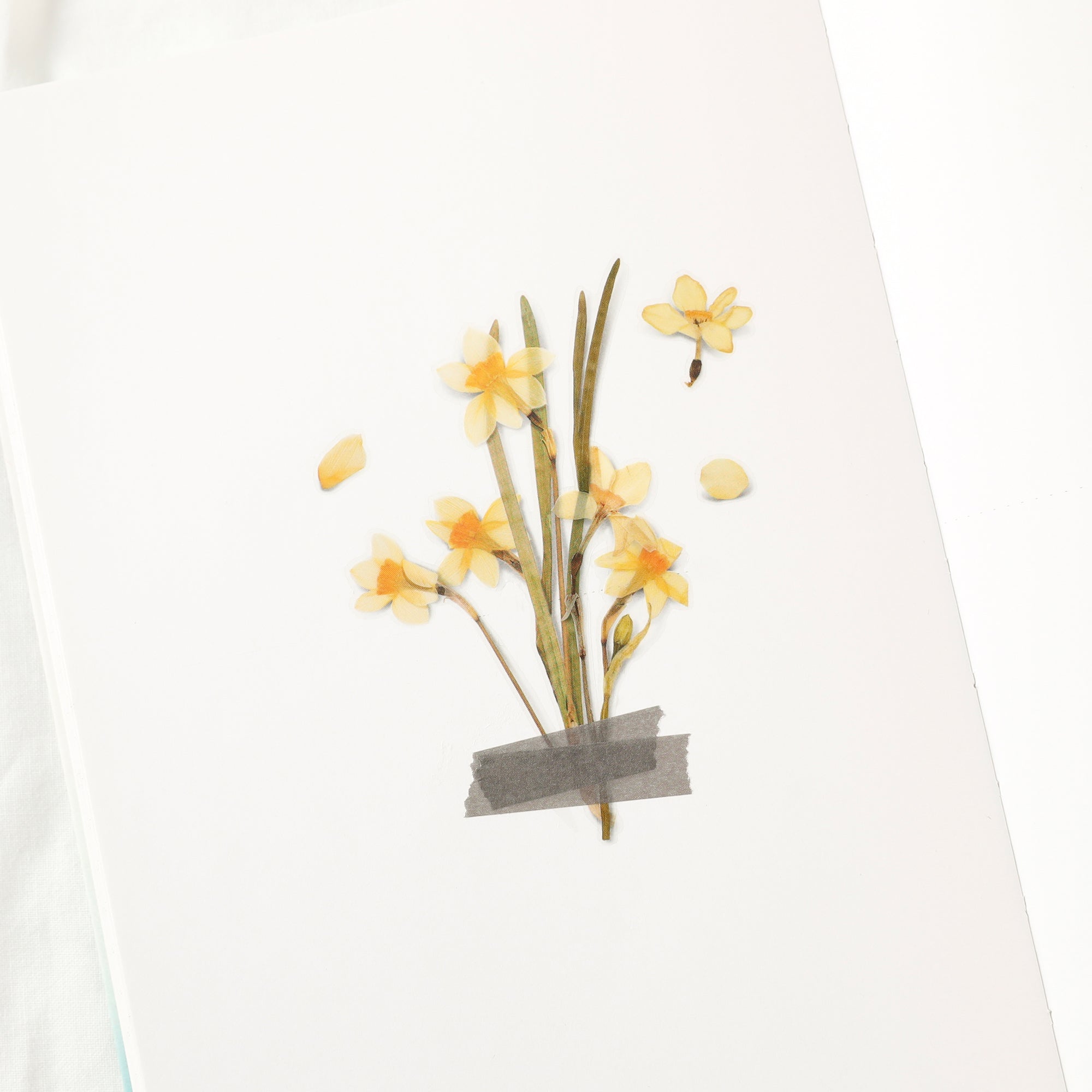 Narcissus Pressed Flower Stickers