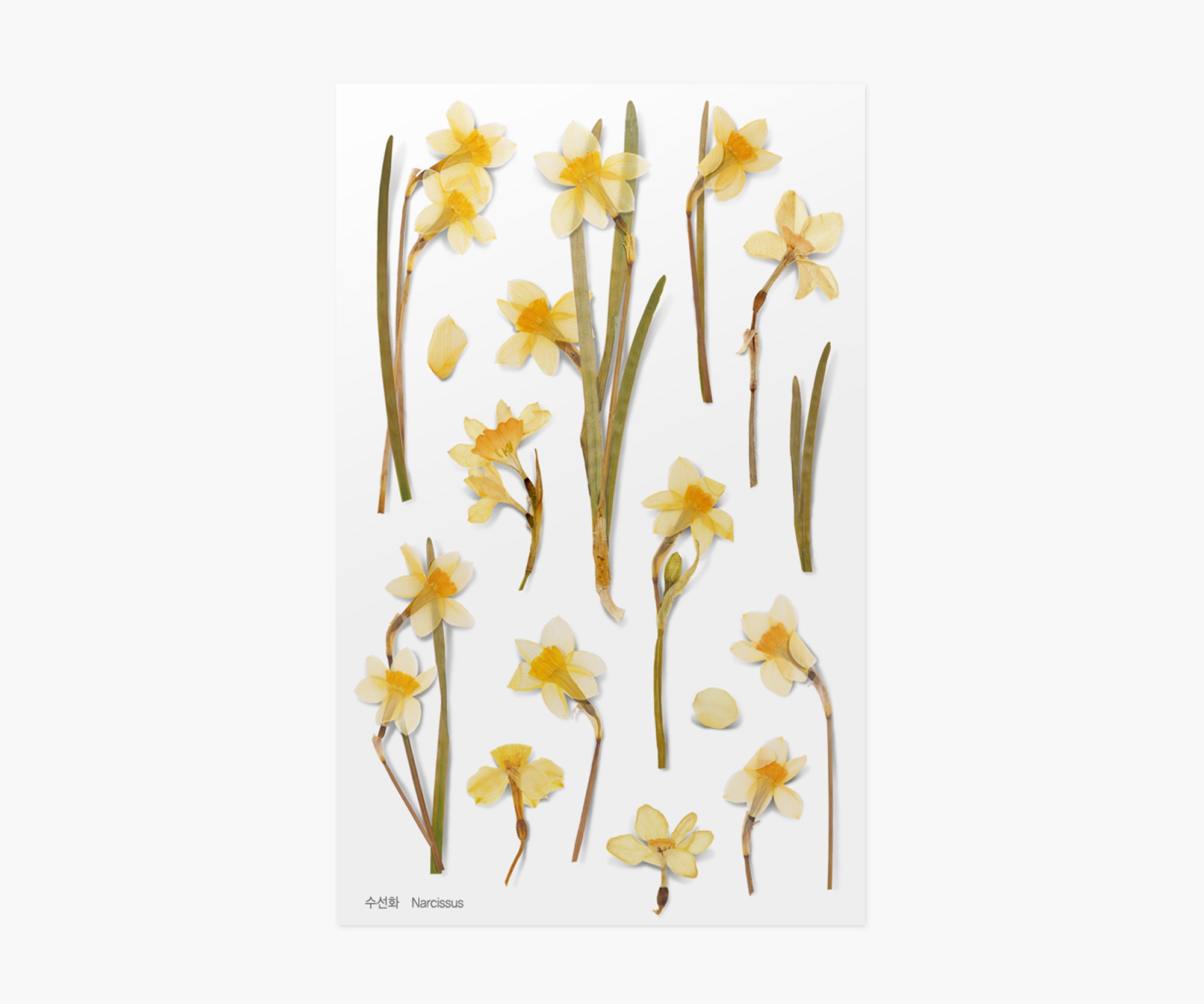 Narcissus Pressed Flower Stickers