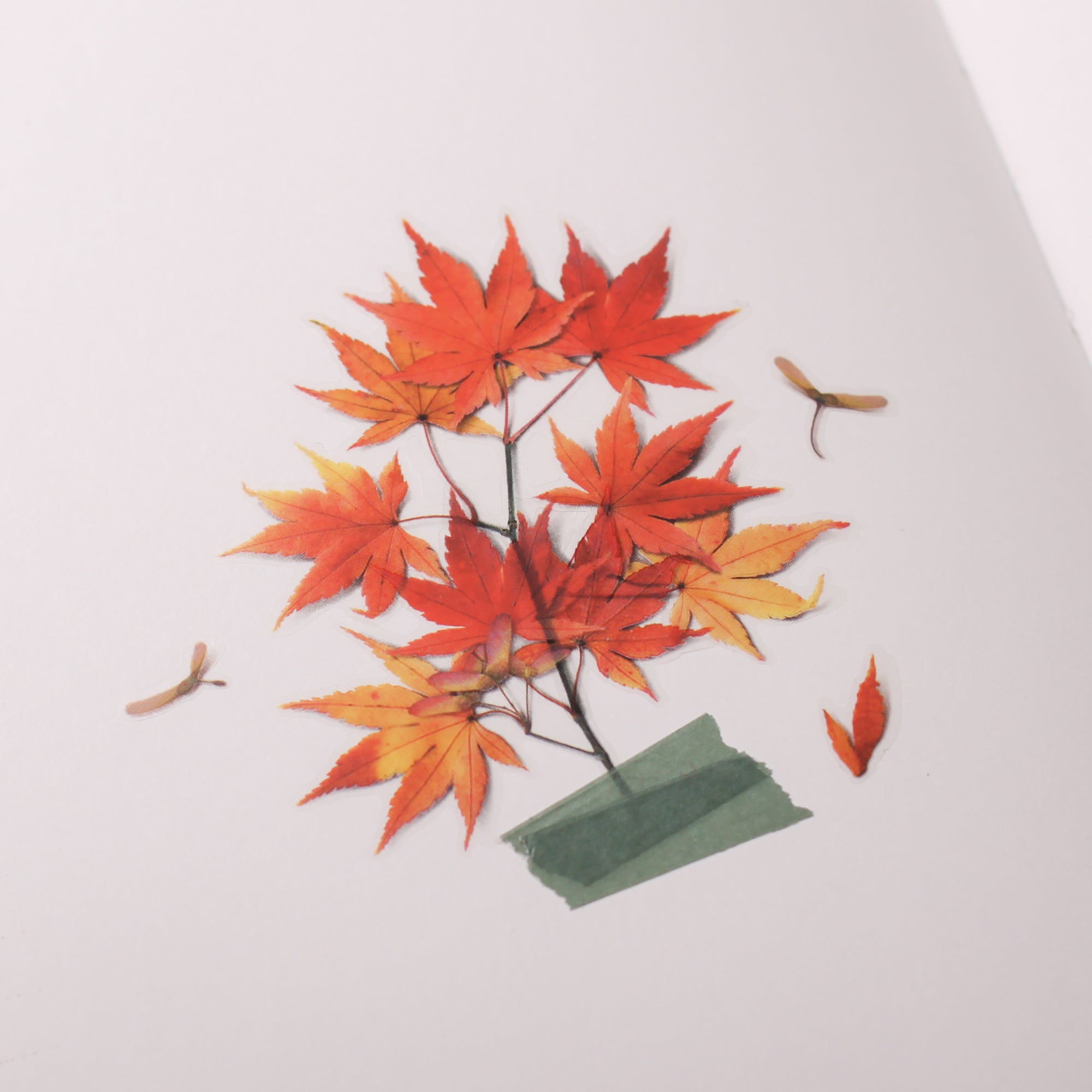 Palmate Maple Pressed Flower Stickers