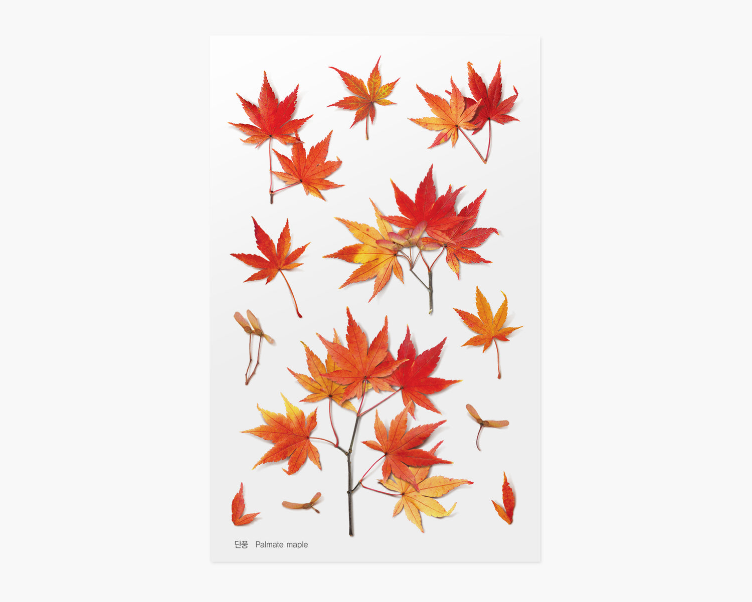 Palmate Maple Pressed Flower Stickers