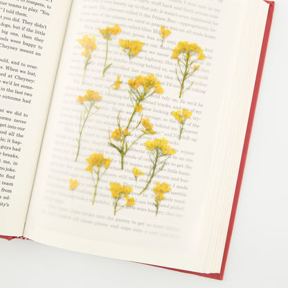 Rapeseed Flower Pressed Flower Stickers