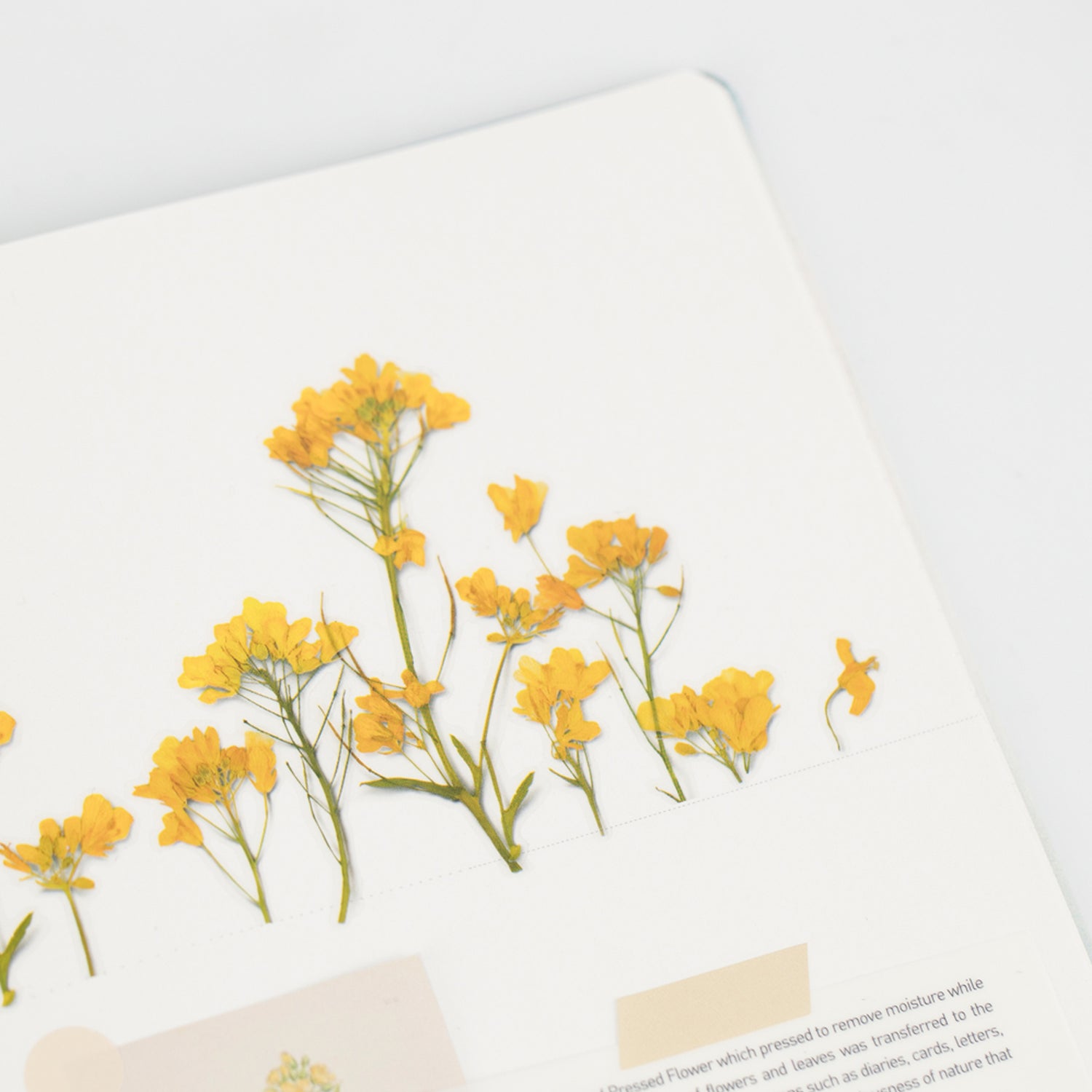 Rapeseed Flower Pressed Flower Stickers