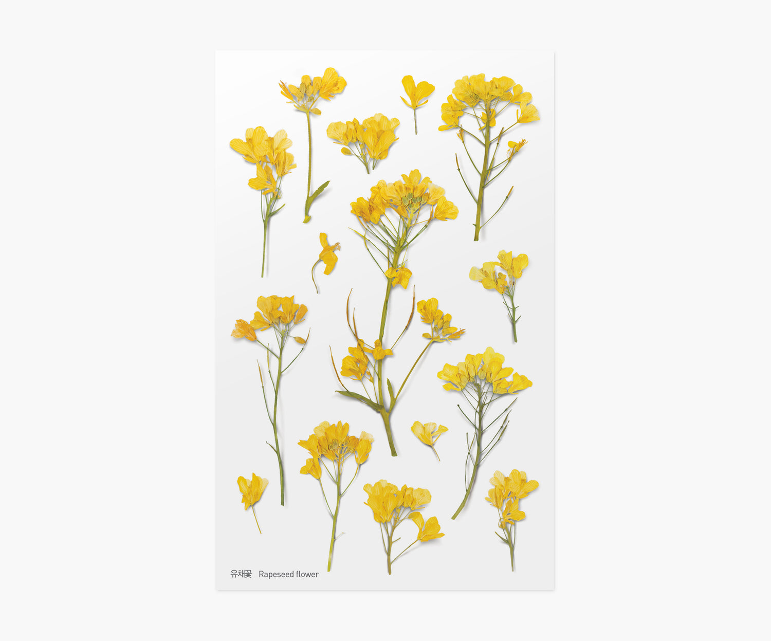 Rapeseed Flower Pressed Flower Stickers