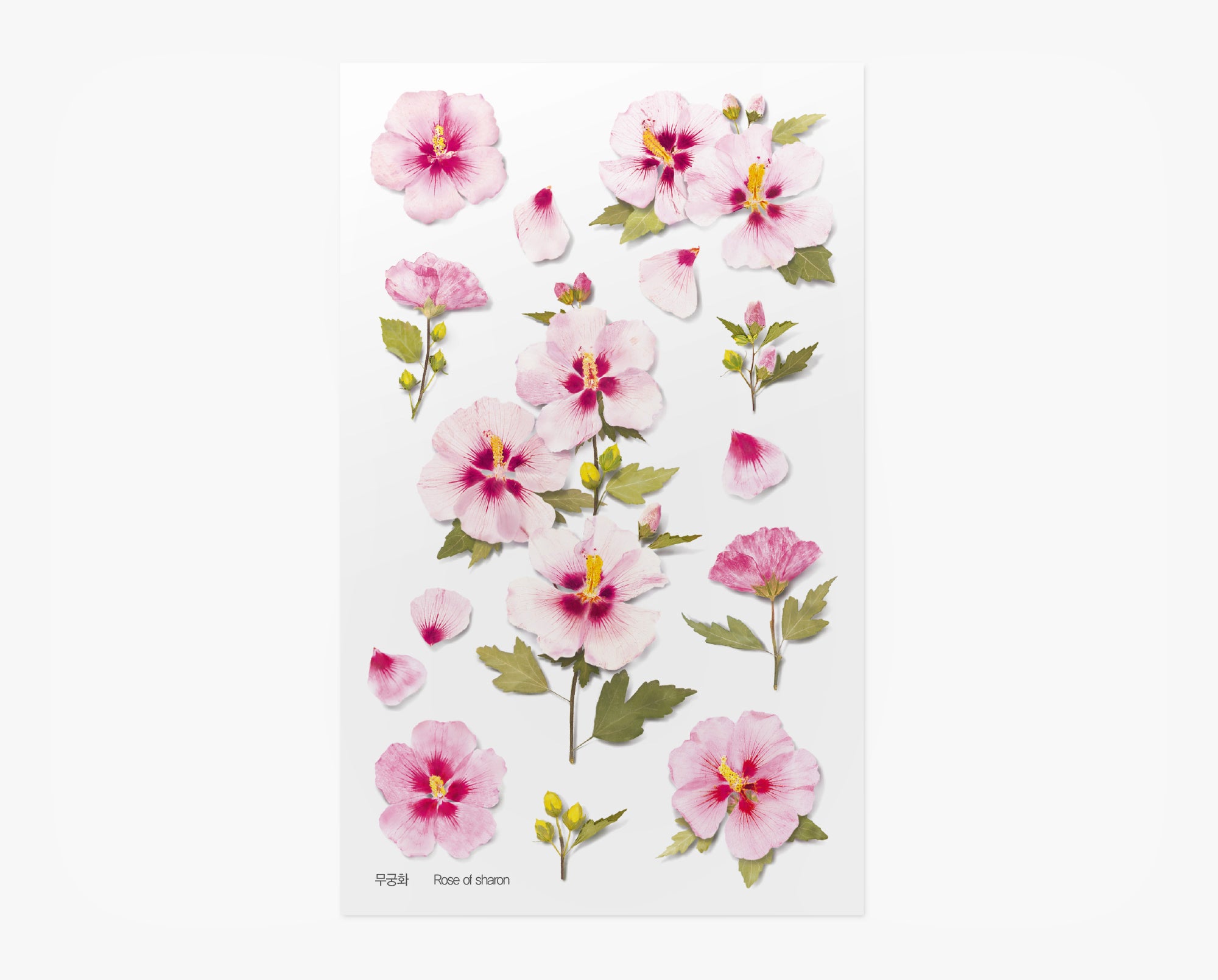 Rose of Sharon Pressed Flower Stickers