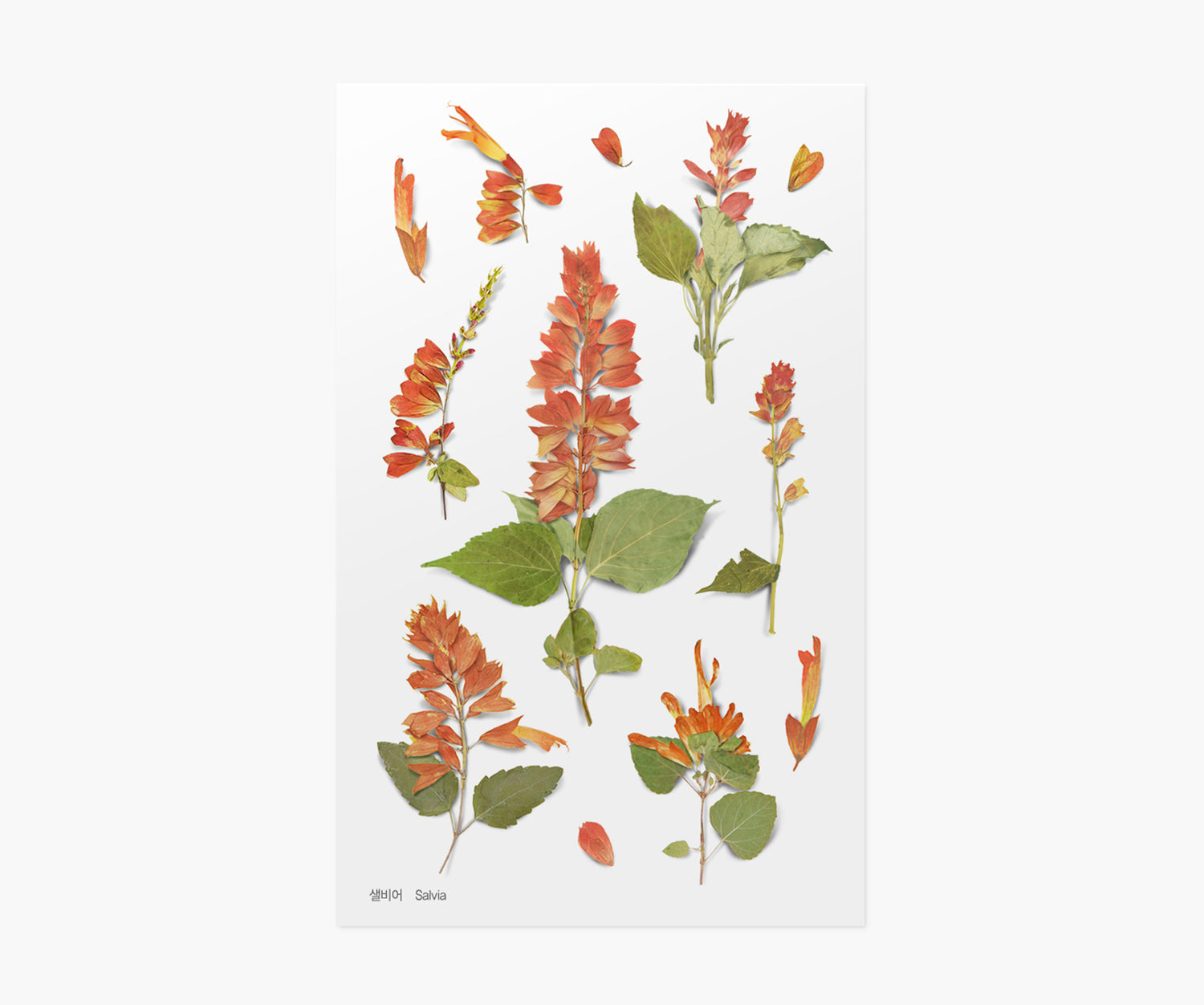 Salvia Pressed Flower Stickers