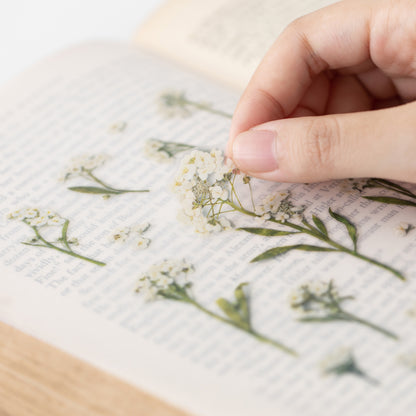 Sweet Alyssum Pressed Flower Stickers