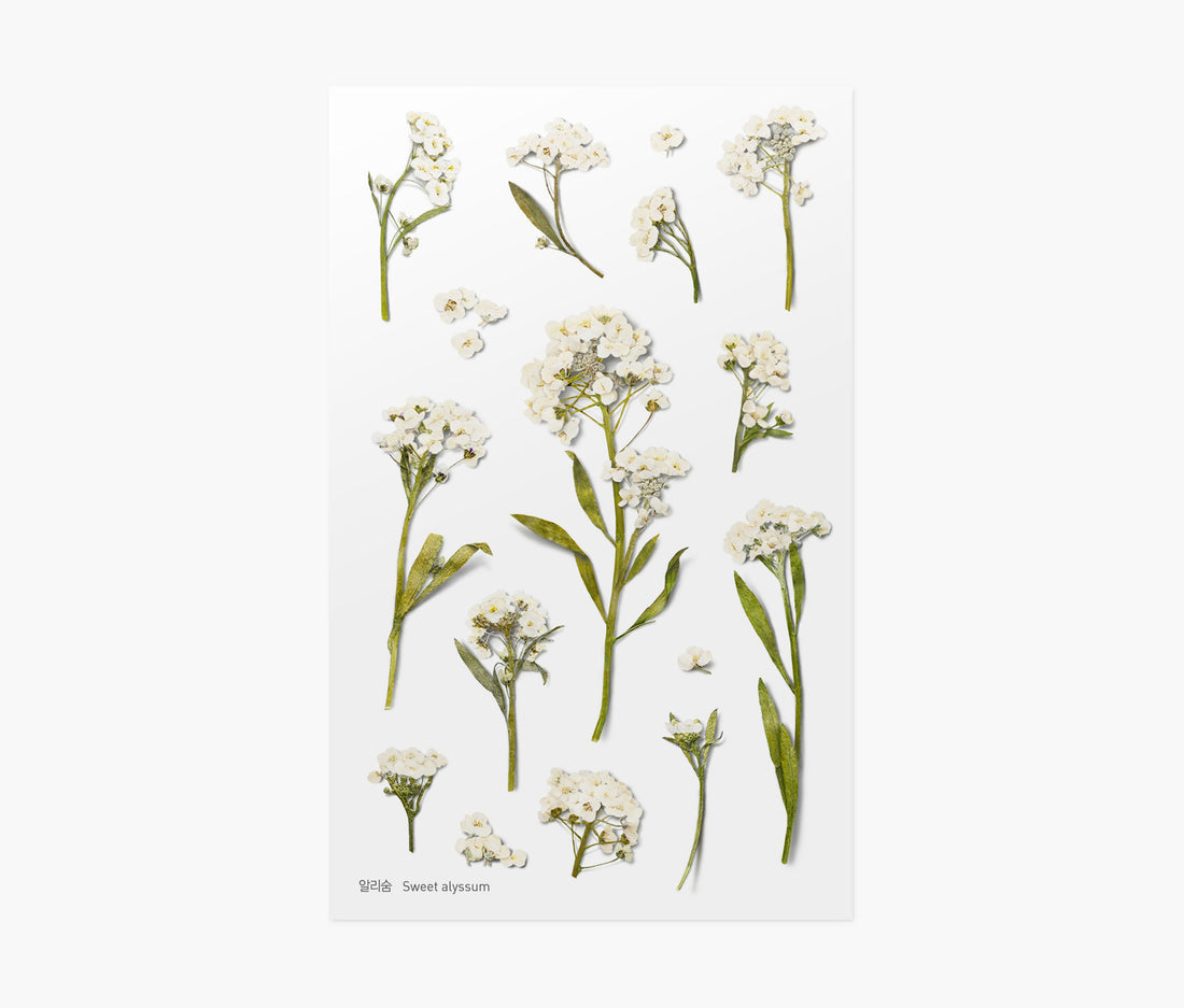 Sweet Alyssum Pressed Flower Stickers