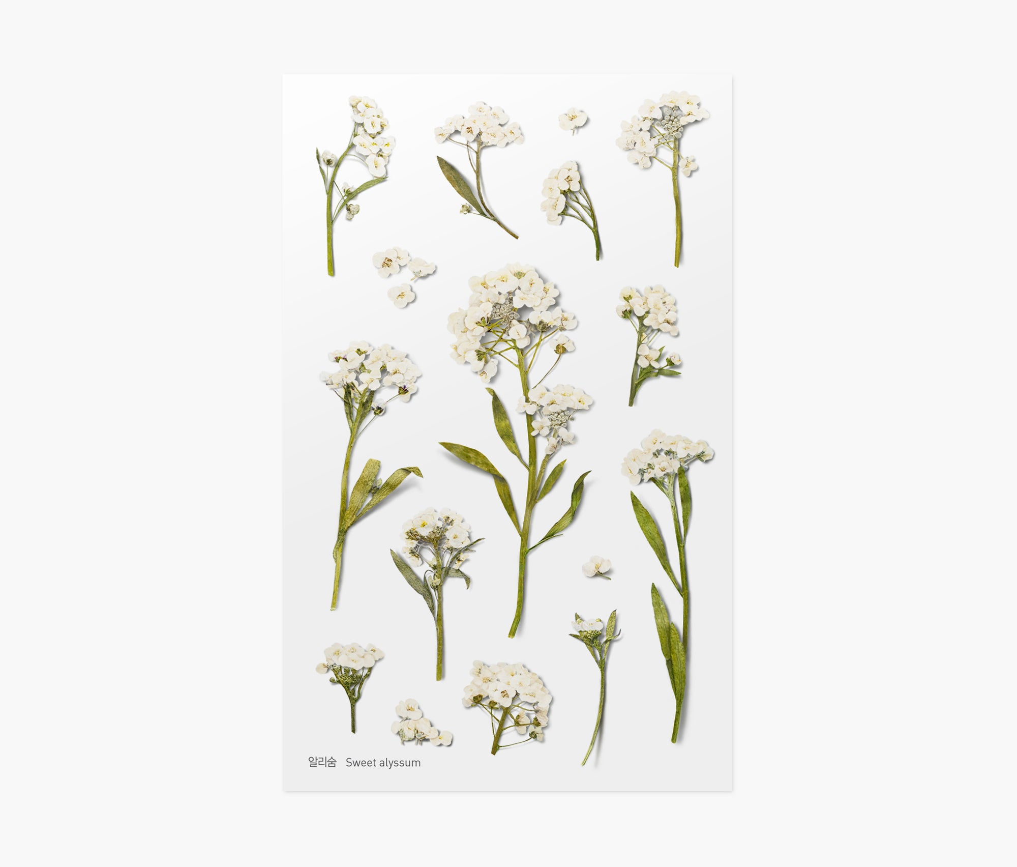 Sweet Alyssum Pressed Flower Stickers