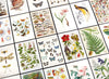 Nature Collection Postcard Set